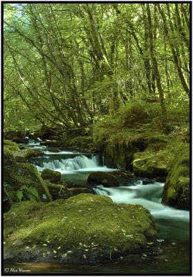 Golitha Falls, Bodmin, Cornwall