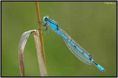 Common Blue - Male