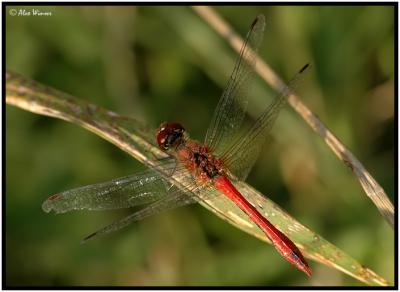 Ruddy Darter - Male