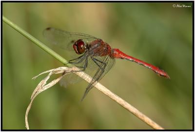 Ruddy Darter - Male