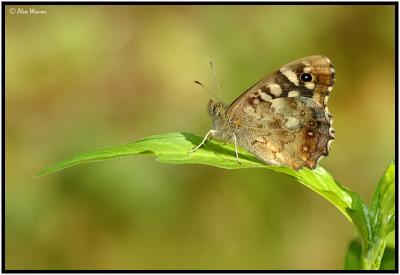 Speckled Wood (Pararge aegeria)