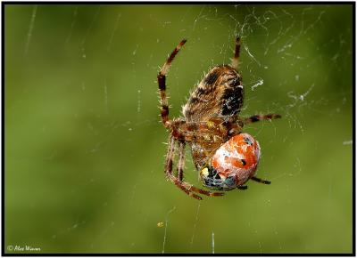 Garden Spider