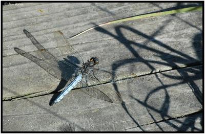 Keeled Skimmer - Male