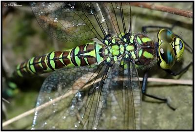 Southern Hawker - Female