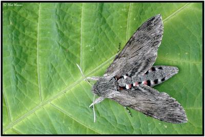 Convolvulus Hawk Moth