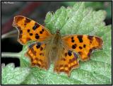 Comma (Polygonia c-album)