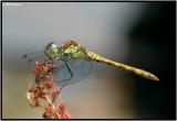 Common Darter - Female