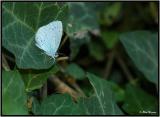 Holly Blue (Celastrina argiolus)