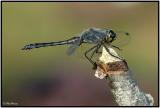 Black Darter - Male