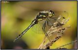 Black Darter - Male