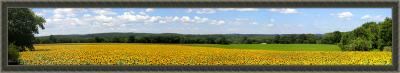 sunflower__newport