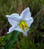 Solanum carolinense