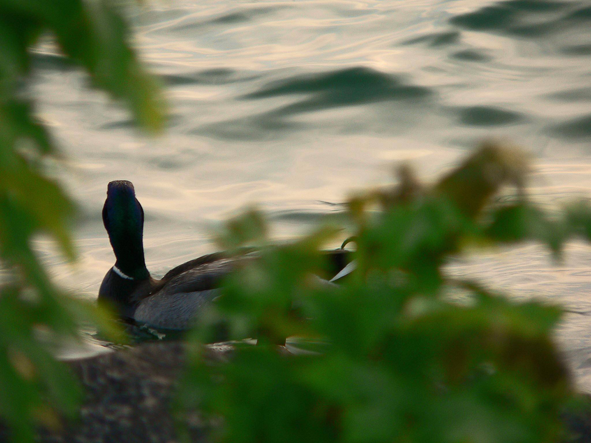 Teal Duck at Port Dalhousie Ontario 001.jpg