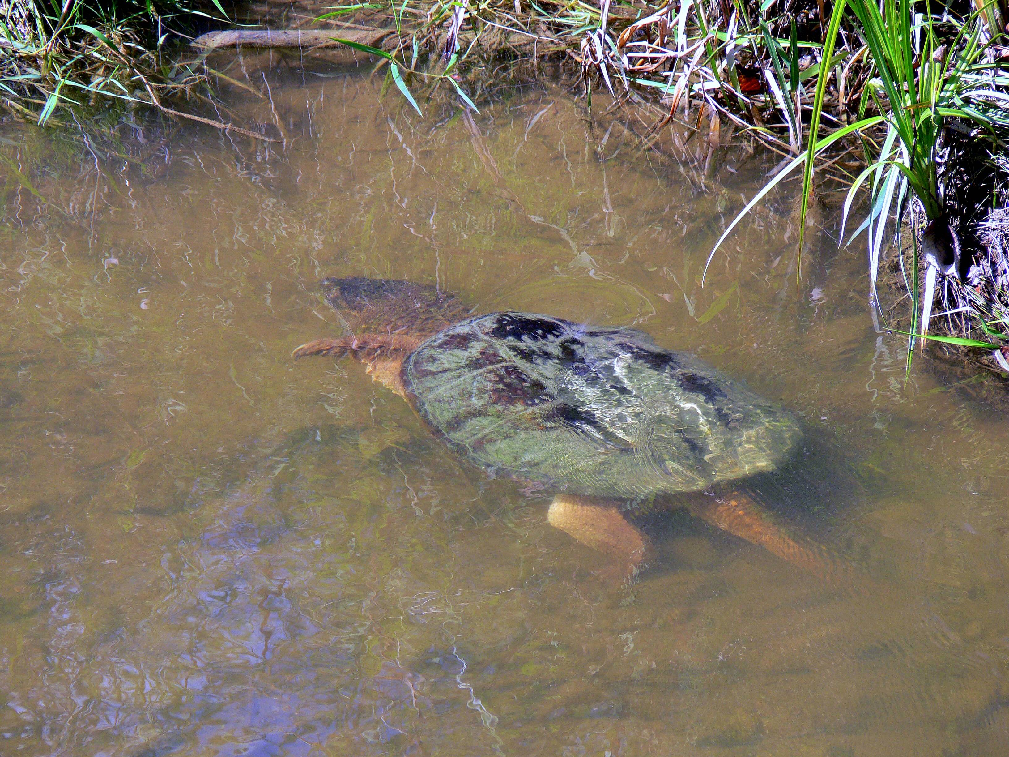 Turtle in the Humber River at Binder & Twine Park.