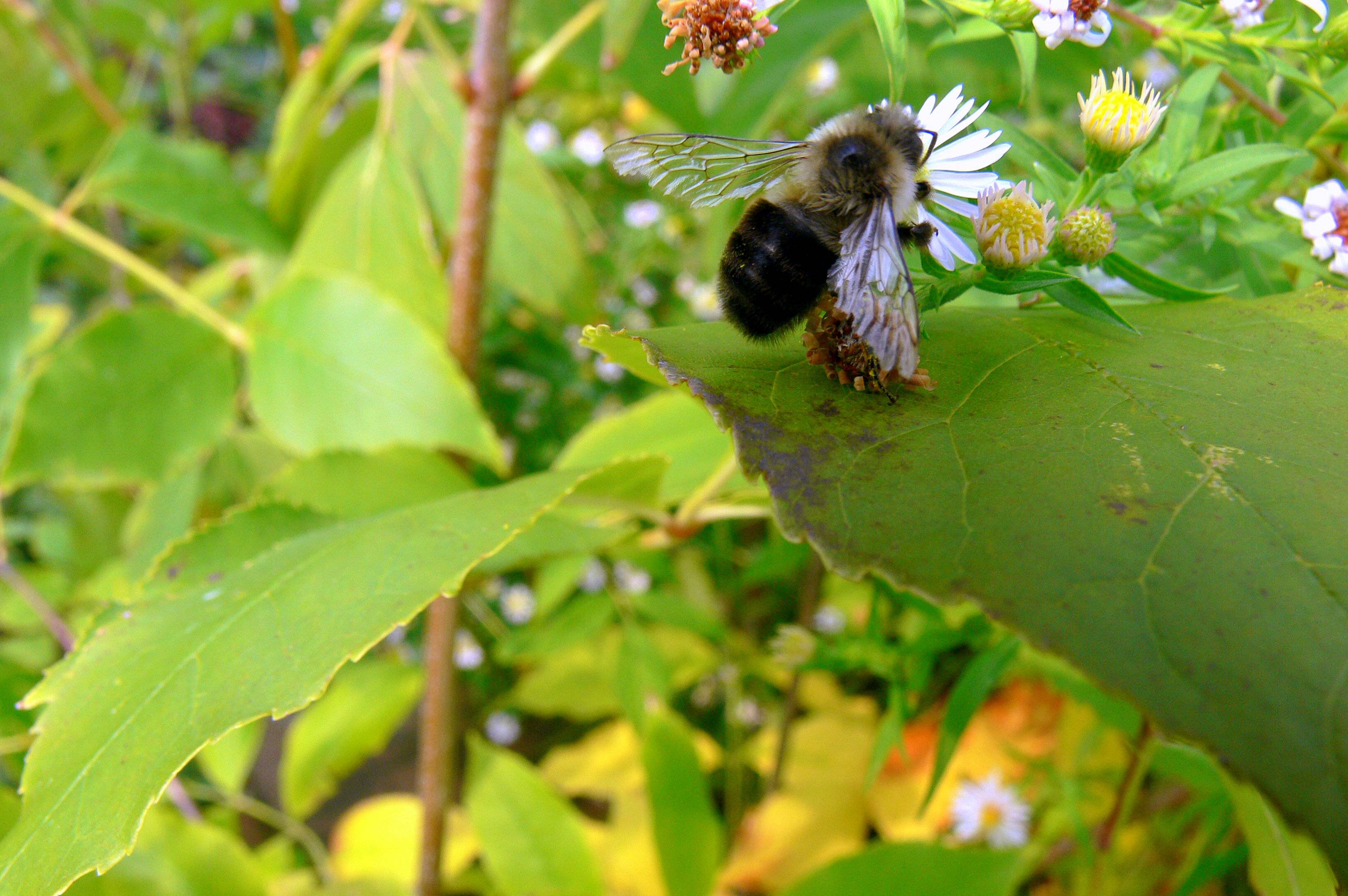 The pollen collector hard at work...