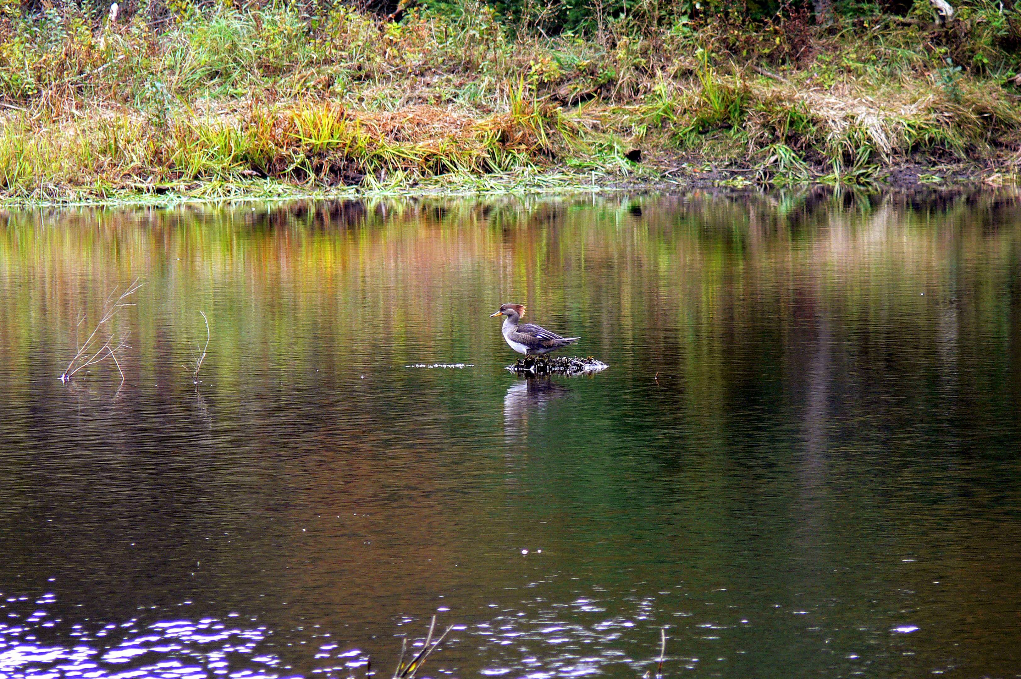 Common Merganser in Algonquin Park