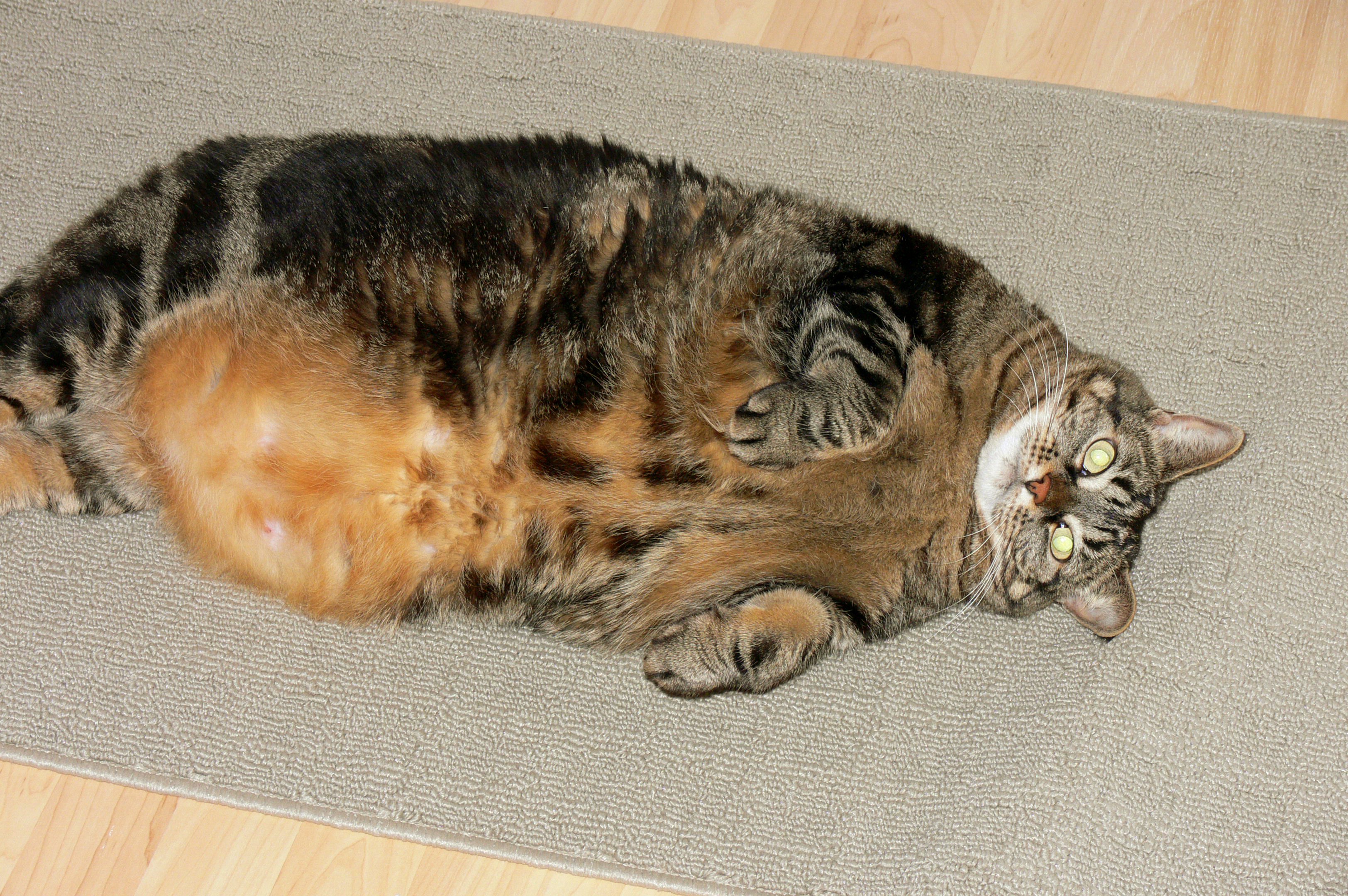 Fat Cat poses.....