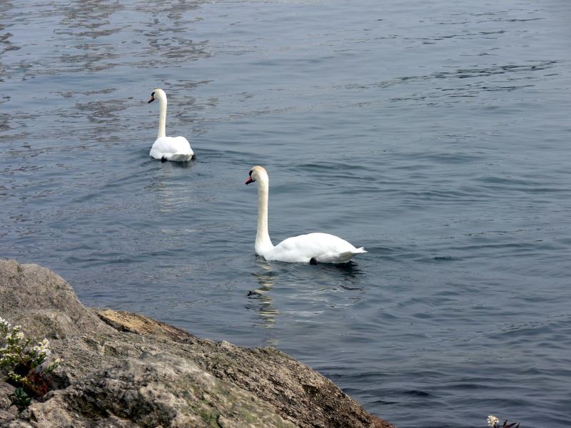 Grace & beauty.....at the Lakefront Promenade Marina.