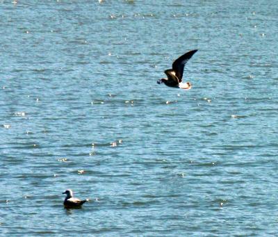 Gannets, gulls and other birds...