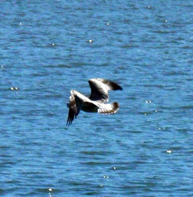 Gannets, gulls and other birds...