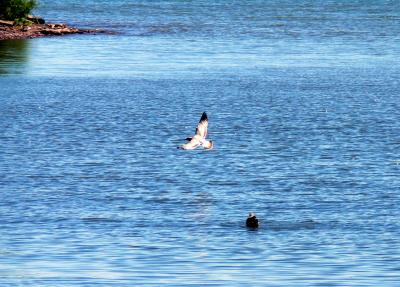 Gannets, gulls and other birds...