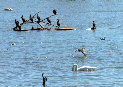 Gannets, gulls and other birds...