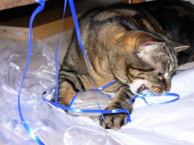 Playing with a ribbon....