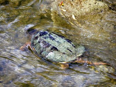 Turtle in the Humber River at Binder & Twine Park.