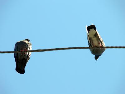 Birds on a wire,,,,