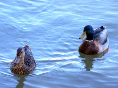 Ducks on the water....