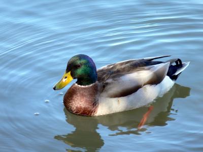 Ducks on the water....