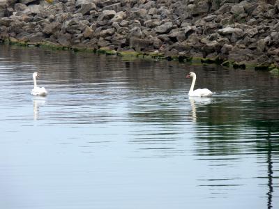 Grace & beauty.....at the Lakefront Promenade Marina.