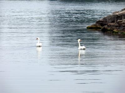 Grace & beauty.....at the Lakefront Promenade Marina.