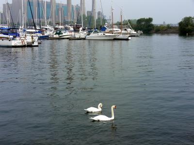 Grace & beauty.....at the Lakefront Promenade Marina.