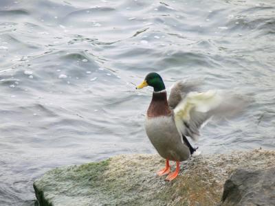 Shaking it off.....at the Lakefront Promenade Marina.