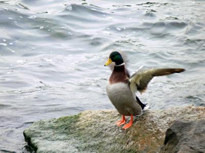 Shaking it off.....at the Lakefront Promenade Marina.