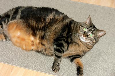 Fat Cat poses.....