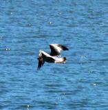 Gannets, gulls and other birds...