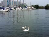 Grace & beauty.....at the Lakefront Promenade Marina.