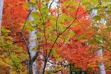 Fall Colours....