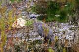 Great Blue Heron in Algonquin Park