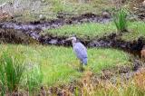 Great Blue Heron in Algonquin Park