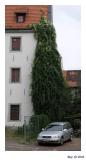 growing high
