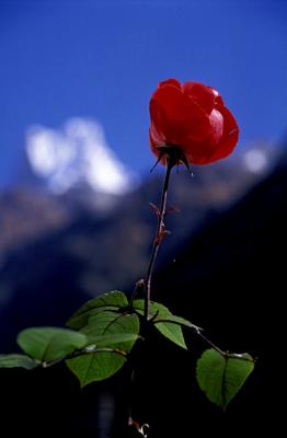 A rose and Machapuchare