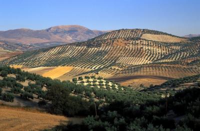 Hills with olive trees plantations
