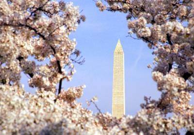 Washington: Cherry trees around the Tidal Basin