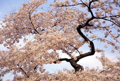 Washington: cherry trees around the Tidal Basin