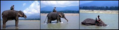 Chitwan NP - washing an elephant