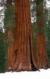 Yosemite NP: giant sequoias in Mariposa Grove
