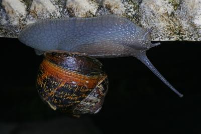 Snail